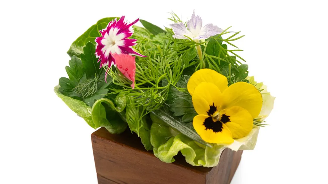Canapé de alface do Picchi, com folhas verdes, ervas de folhas finas e flores amarela, rosa e lilás, montado num cubo de madeira
